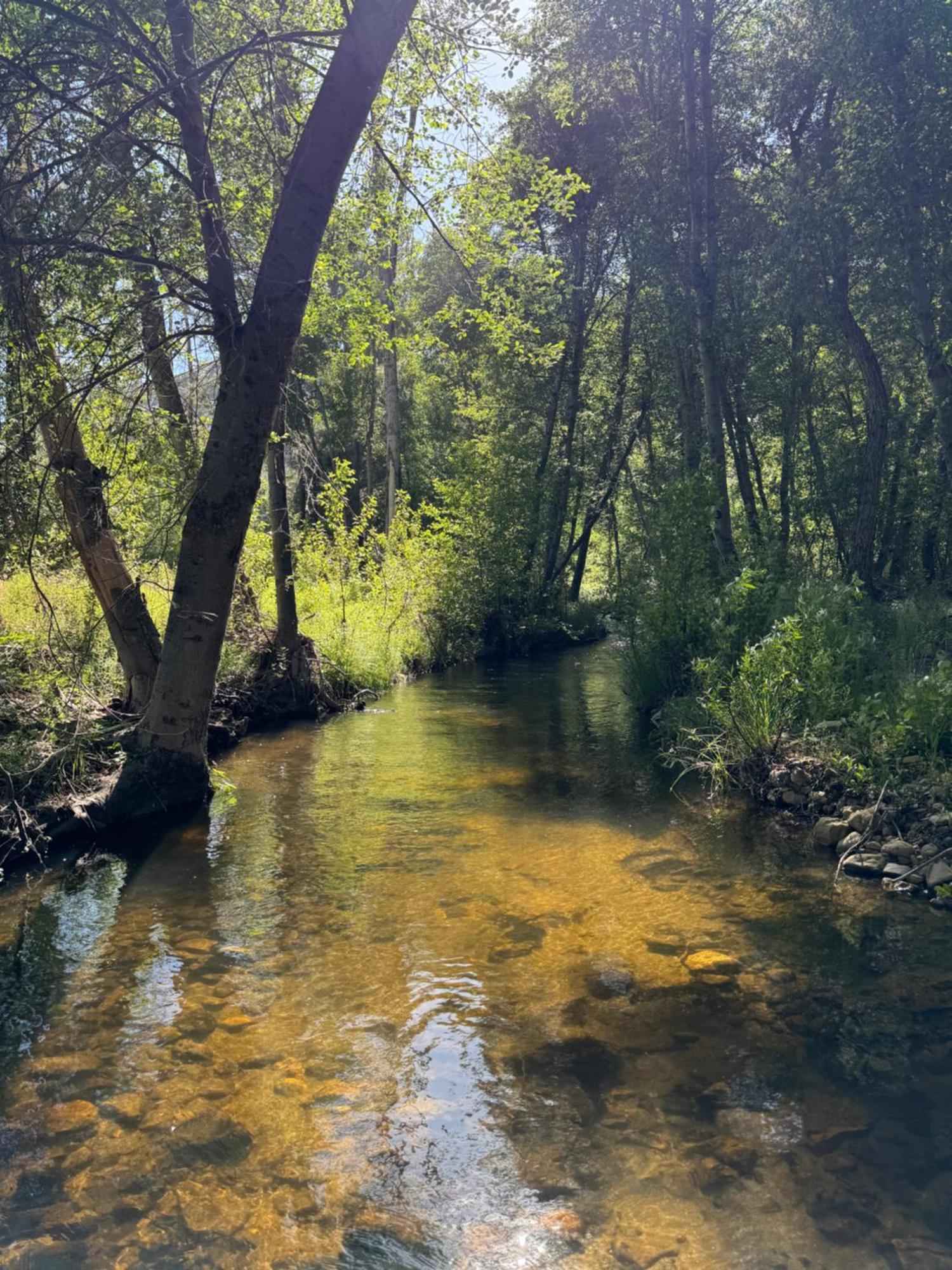 Peppermint Falls Ranch Ponderosa Екстериор снимка